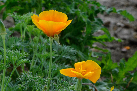 California Poppy