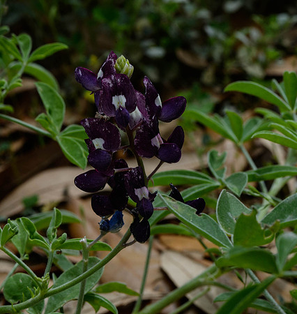 Purple bonnets