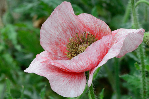 Variegated Poppy
