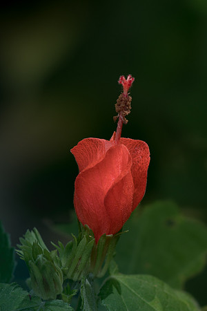 Turk's Cap