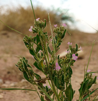 Pink flowers