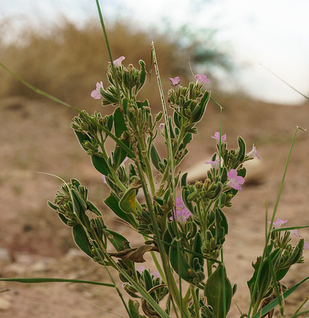Pink flowers
