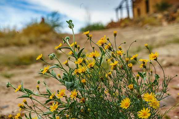 Sunflowers