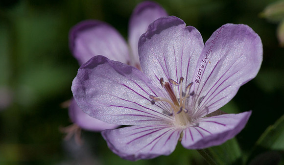 Primroses