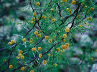 Huisache flowers