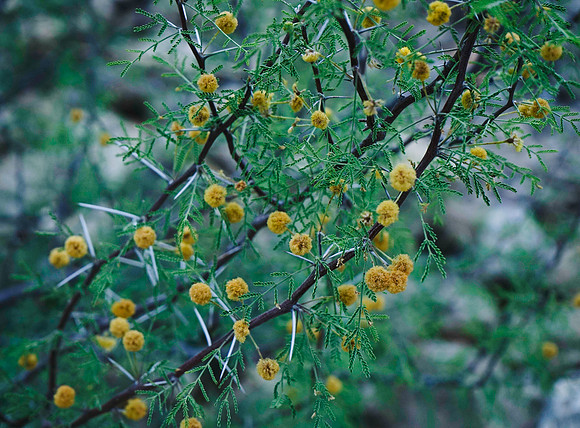 Huisache flowers