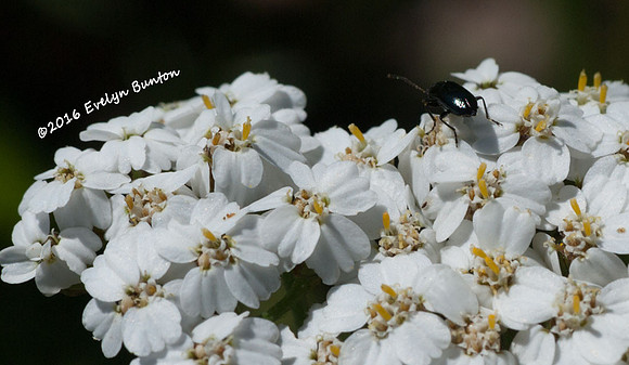 White flowers with friend