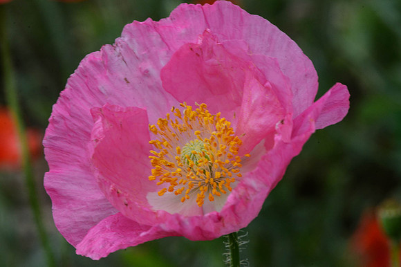 Pink Poppy