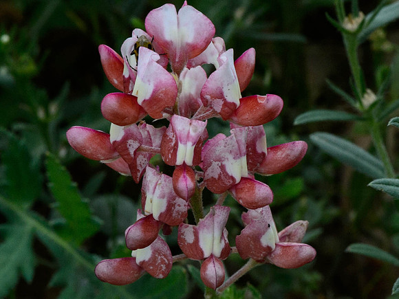 Red bonnets