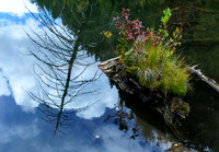 Pond life