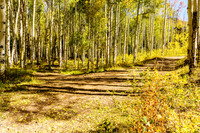Two paths in a wood diverged