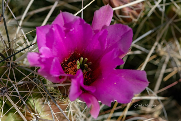 Blooming Desert in Pink
